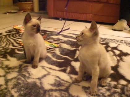 ACHTUNG 2 süße Siam Babys suchen ein neues Zuhause
