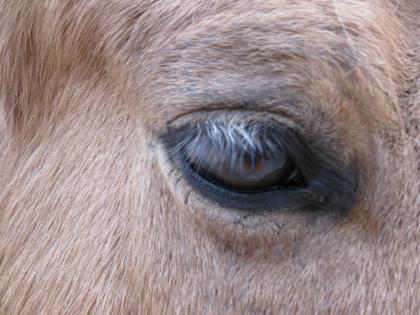 Mit Zuverlässigkeit und Erfahrung für Dein Pony