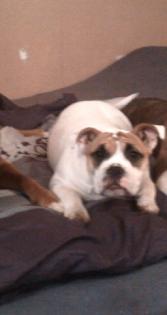 OIde English Bulldog Welpe 5 Mon.
