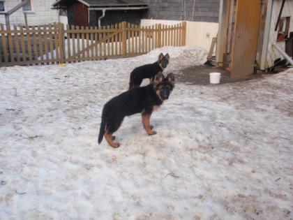 Altdeutsche Schäferhundwelpen