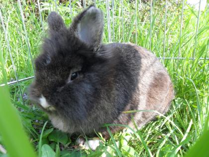 Süßes Löwenkopfweibchen schwarz-braun MIT ZUBEHÖR