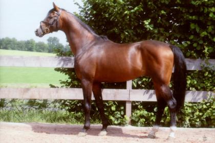 Shagya-Hengst 2021