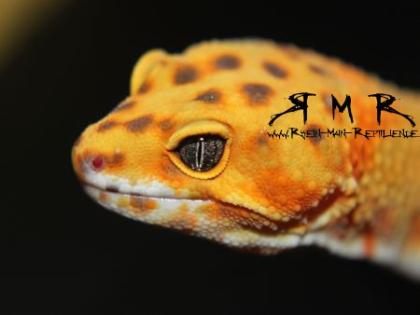 Leopardgeckos Zwergwüstengeckos und Kronengeckos abzugeben