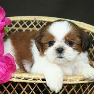 Shih Tzu Welpen