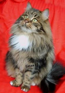 Sibirische Katze
