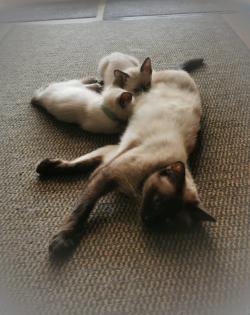Nur noch 2 süße SIAM seal point Kater