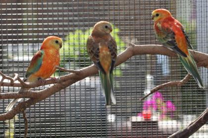 Verkaufe 6 junge Singsittiche in orange rubino und orange opaline mit sehr viel