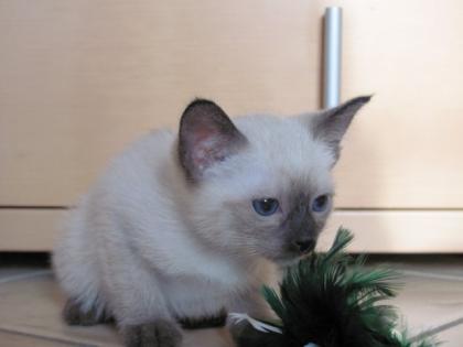 Thaikatze Siam Katze alter Typ