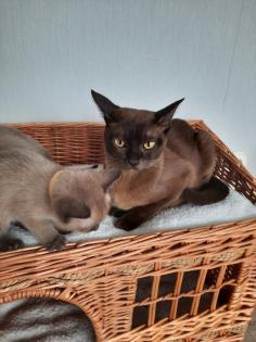 Tonkanese Kitten -650 00 Euro VB