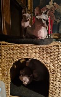 Canadian Sphynx Kitten - Katze und Kater - Nacktkatze