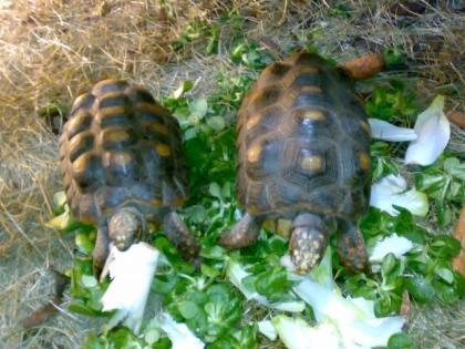 1 Paar Köhlerschildkröten - Geochelone carbonaria NZ 1999