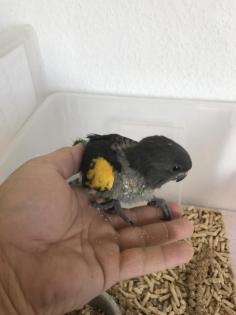 Papageienbabys