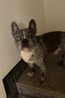 3 Jahre alte reinrassige französische bulldoge