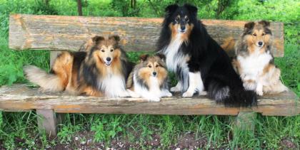 Wurfplanung Shelties am woogbach