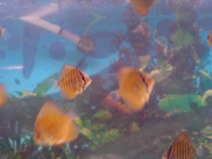 Verkaufe junge Diskus-Fische Rot-Türkis