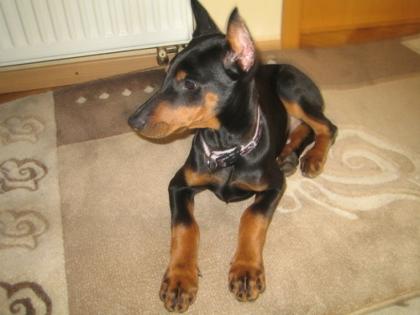Dobermannwelpen 14Wochen alt