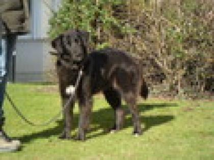 Mayla mögl. Flat Coated Labrador-Groenendael -Mischling weiblich geb. ca. 2/2