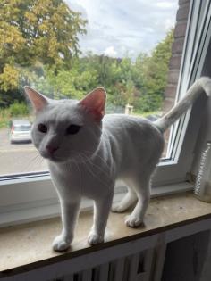 Van Katze/ Maincoon Kater
