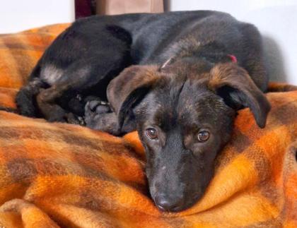 OLA - lebensfroher Labrador-Mix - 6 Monate - Tierhilfe-Franken e. V.