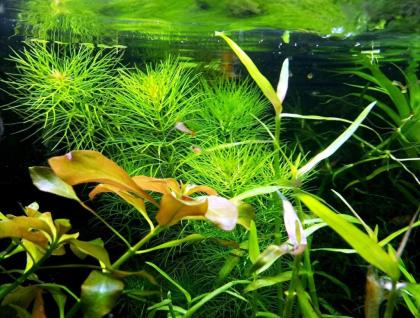 Guyana Tausendblatt Bündel Aquarienpflanzen Versand/ Abholung