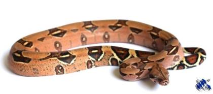2. 3 Boa Constrictor abzuheben wegen Hobbyaufgabe