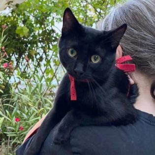 OREO - europäische Hauskatze - ca. Monate - Tierhilfe-Franken e. V.