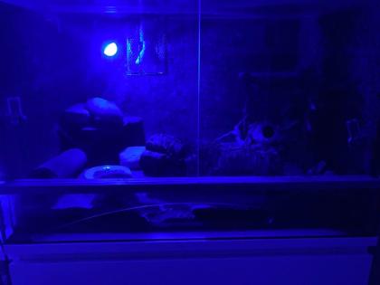 Leopardgecko mit Terrarium und Zubehör