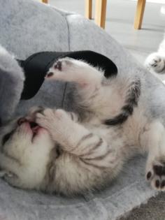 Bkh Kitten British kurhaar Kitten