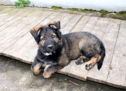 Obiwan Rüde Welpe Altdeutscher Schäferhund DDR Linien