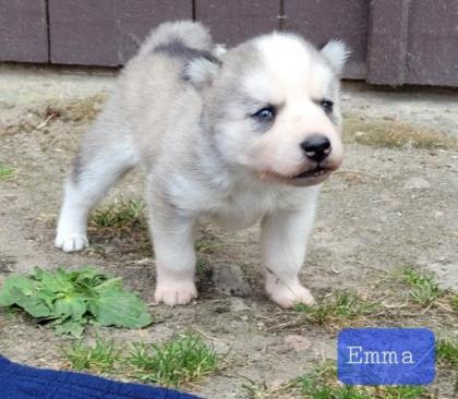 Sibirische Huskywelpen