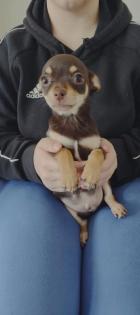 Chihuahua Welpen