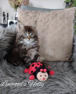 Wunderschöne reinrassige Maine Coon Kitten