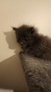 Süsse Main Coon Kitten
