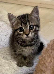 Süße verschmuste Britisch Kurzhaar Britisch Langhaar und mix Kitten Katzenbabys aus liebevoller Zuc