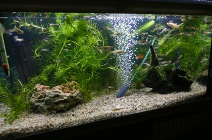 Guppy-Weibchen gelb und normal