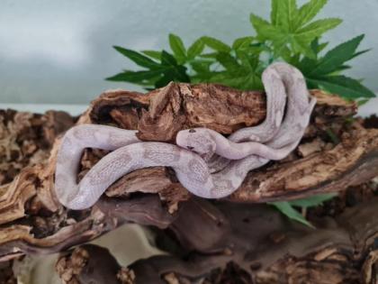 Lavender Ghost Kornnatter Jungtier