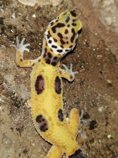 Leopardgeckos 1 Männlein 2 Weiblein sowie 1 weibliches Jungtier