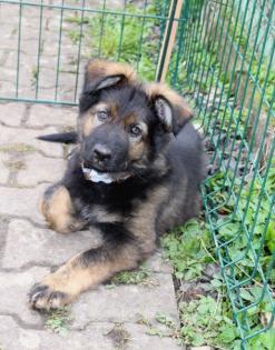 Obiwan Rüde Welpe Altdeutscher Schäferhund DDR Linien