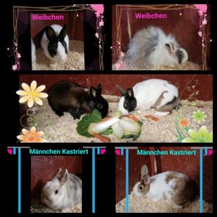 Zwergkaninchen Weibchen und kastrierte Männchen