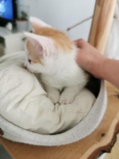 Katzenbabys Kitten abzugeben