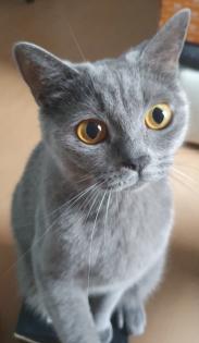 Zuckersüße Kartäuser Kitten