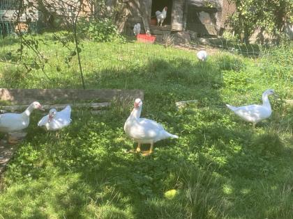 Warzenenten weiß Enten