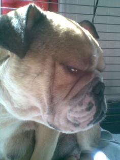 English Bulldog Hündin nicht kastriert 1 5 Jahre