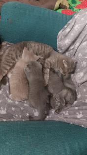BKH Kitten aus Nürnberg
