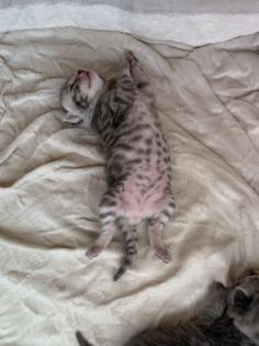 Bengal/BKH mix Kitten Erbkrankheitenfrei