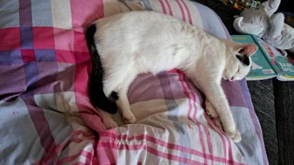 Susi 2 Jahre sucht ein zuhause