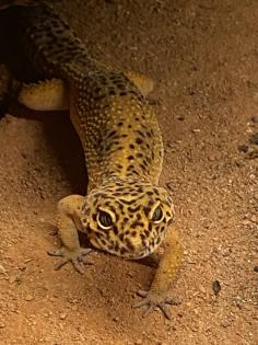 Leopardgecko mit Terrarium und Zubehör
