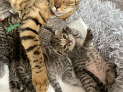 Bengal/BKH mix Kitten Erbkrankheitenfrei