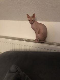Besondere Fellnase sucht 2. Katze zum Spielen