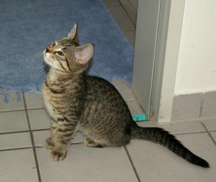 Intelligentes graziöses BKH-Kätzchen